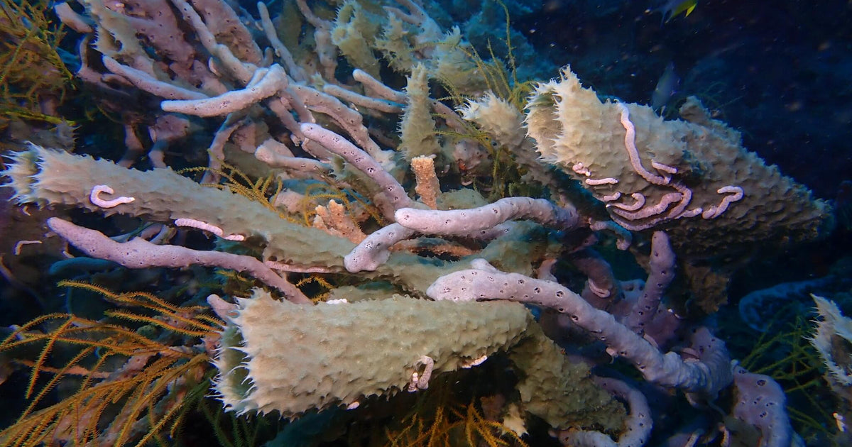 260 photos of Overlit Coral – Fotoref
