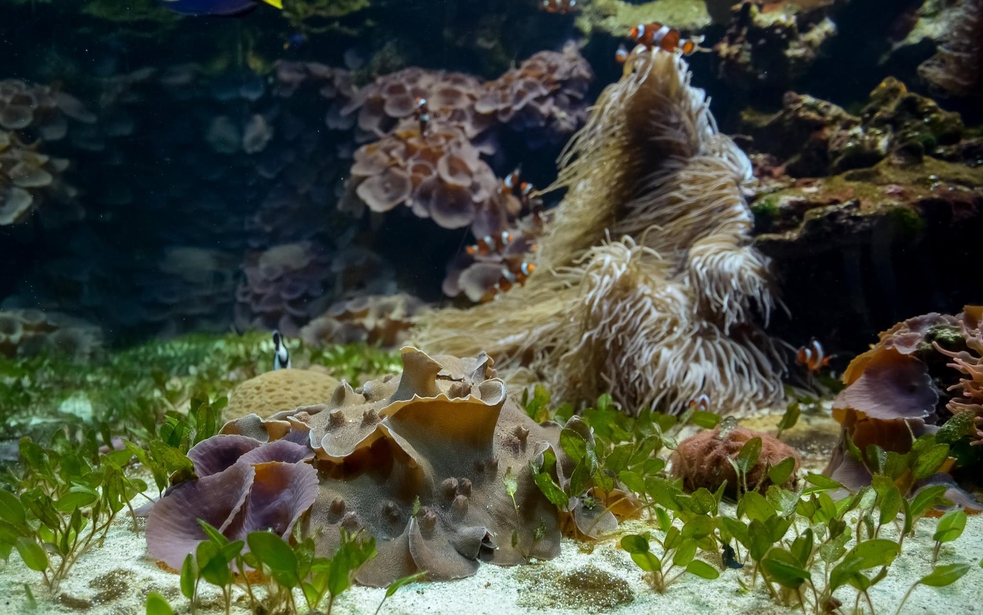 Aquatic Life