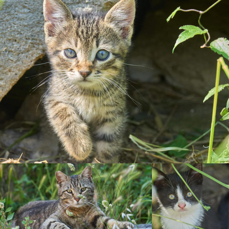 Istanbul Cats