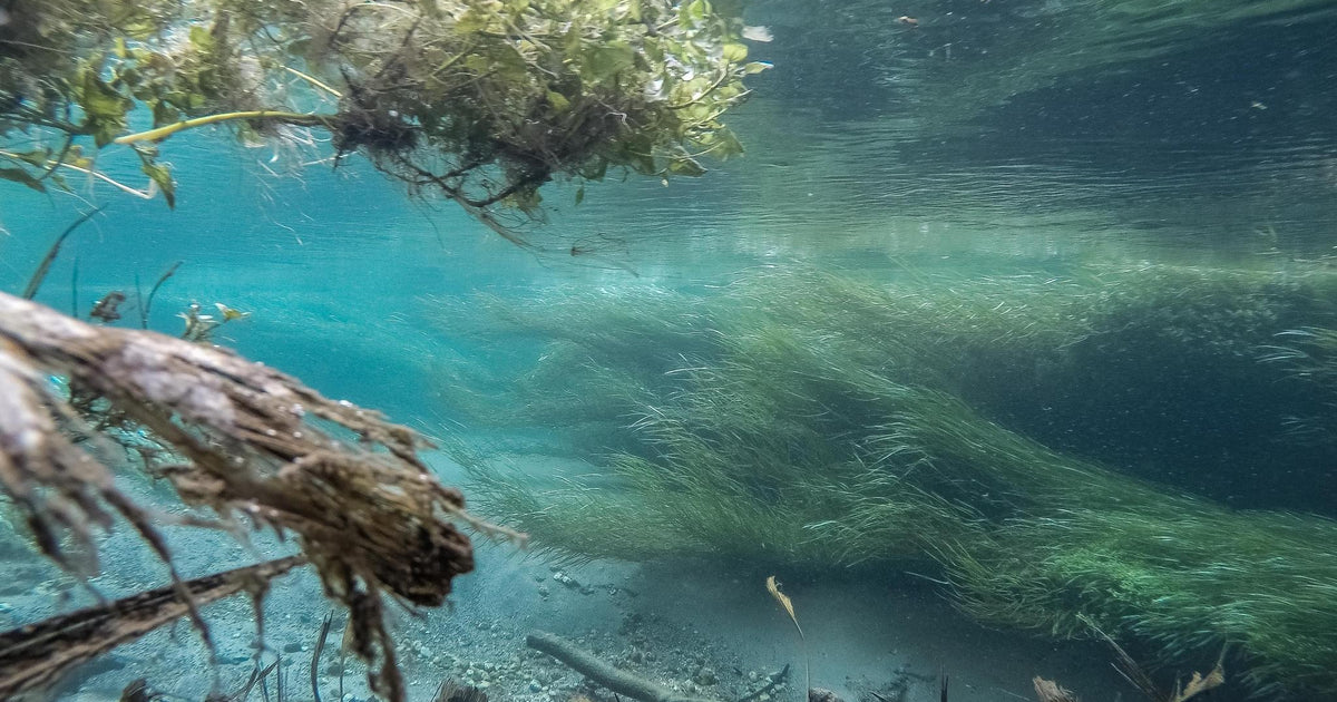 464 photos of Blue Spring – Fotoref