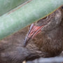 Weka Bird