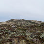 Nordic Sand Dunes