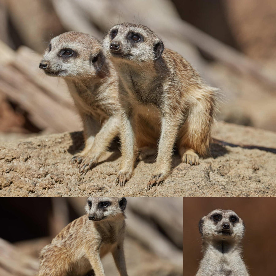 Meerkats