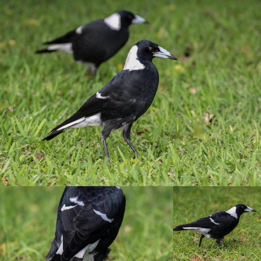 Australian Magpie