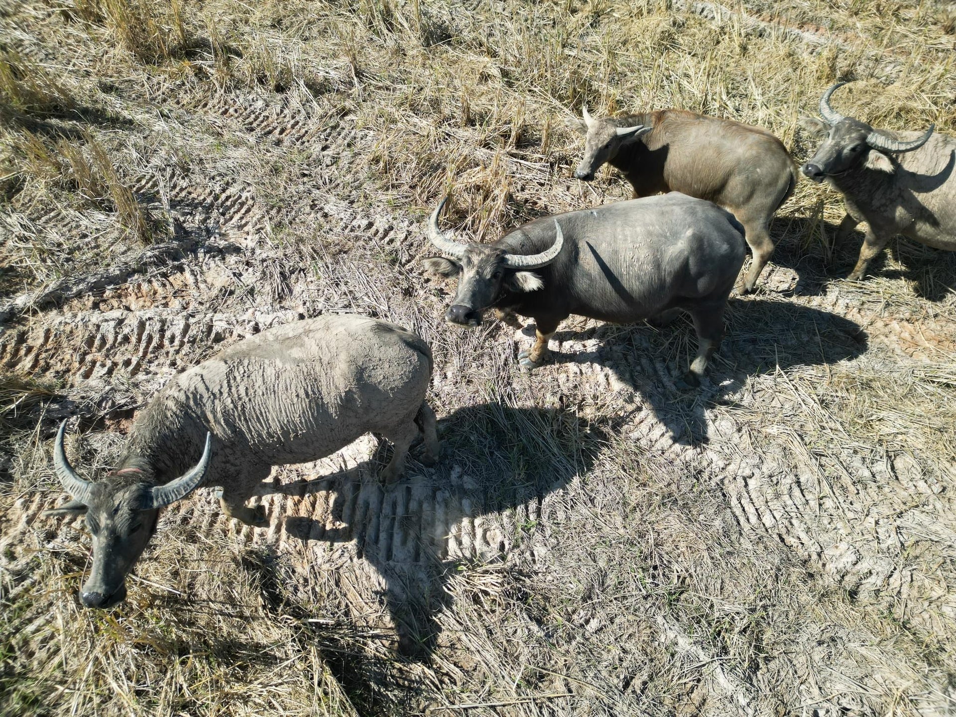 Water Buffalo Herd