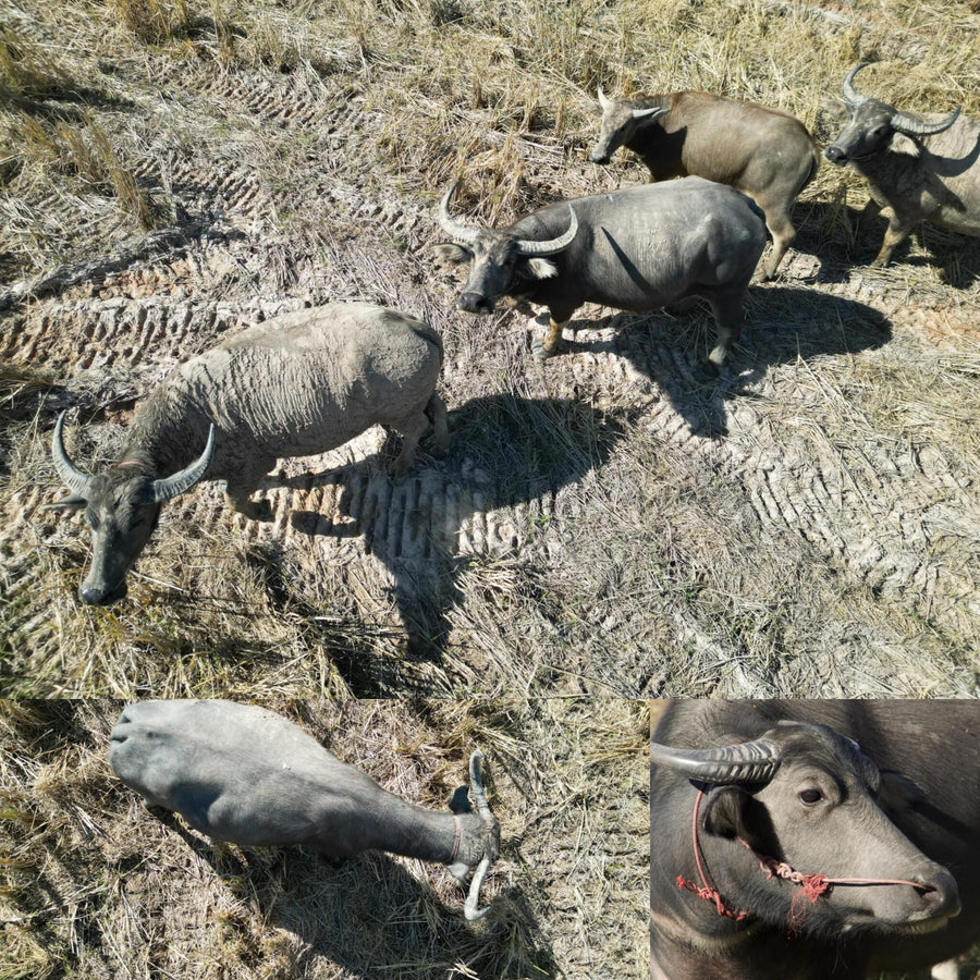 Water Buffalo Herd