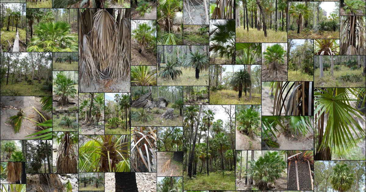 142 photos of Kingfern Forest – Fotoref