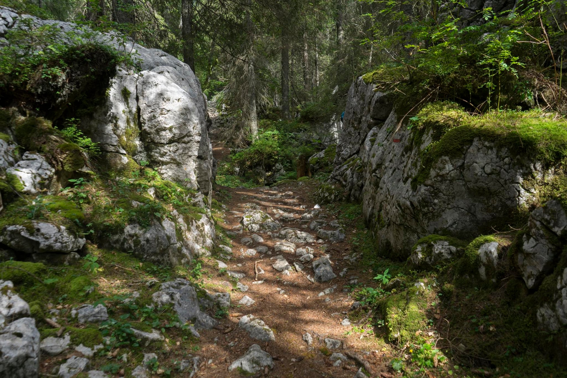Druids Forest