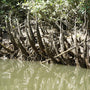 Spiky Mangrove Forest Creek