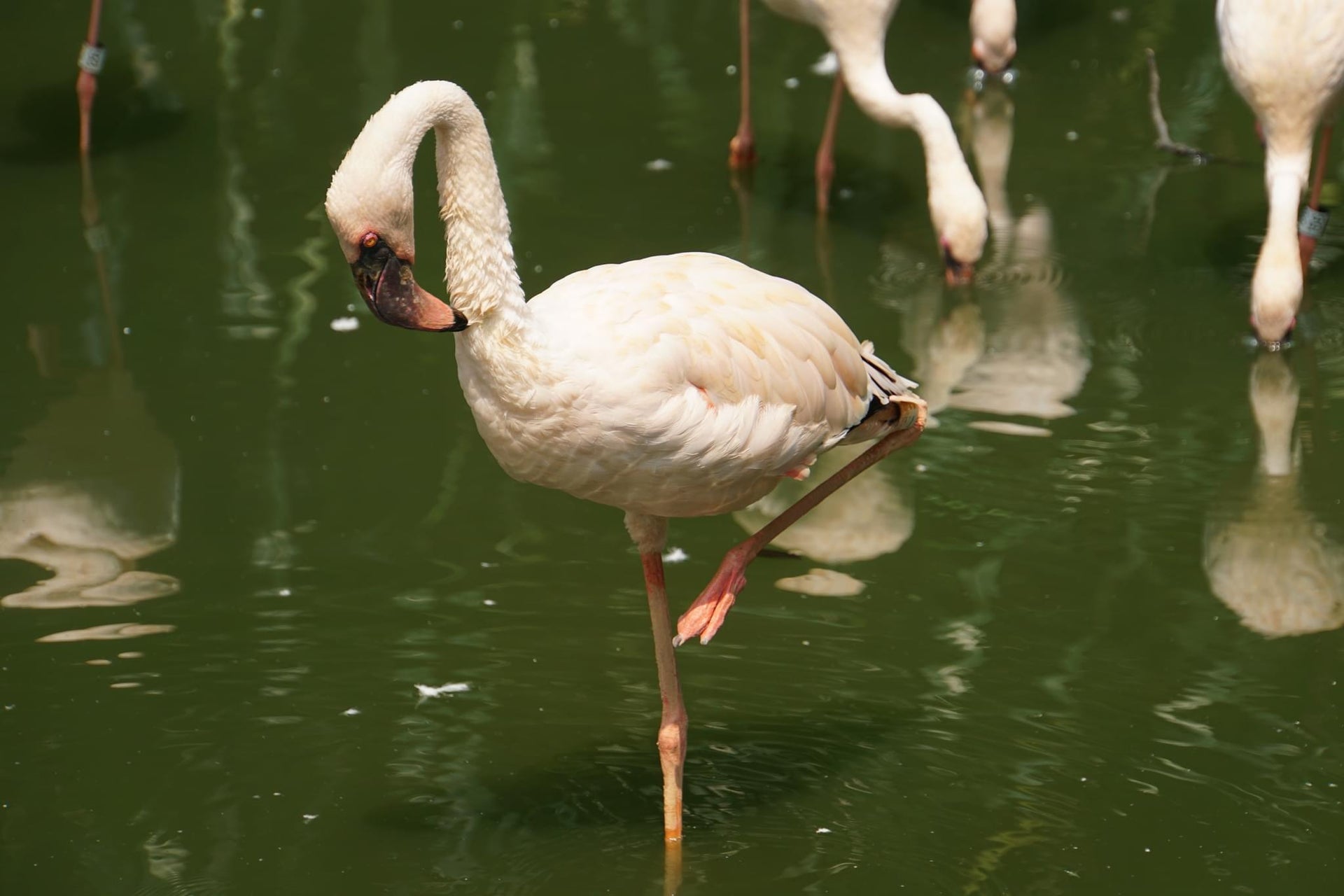 Lesser Flamingo