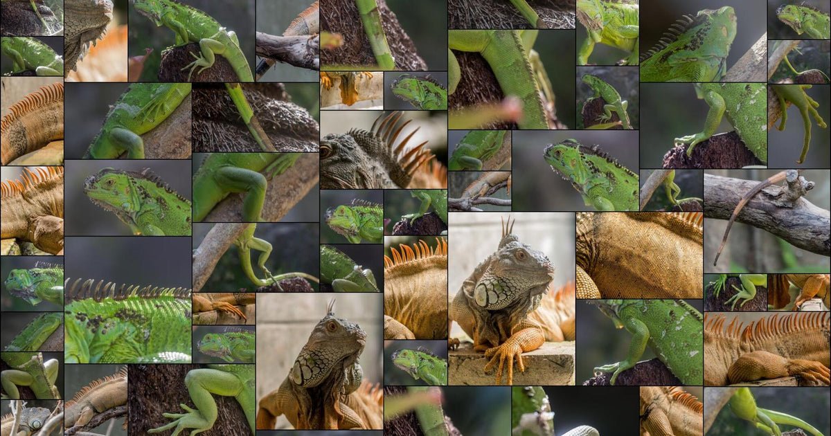 149 photos of Green Iguana Lizards – Fotoref