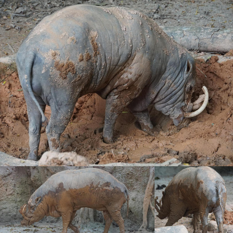 Babirusa
