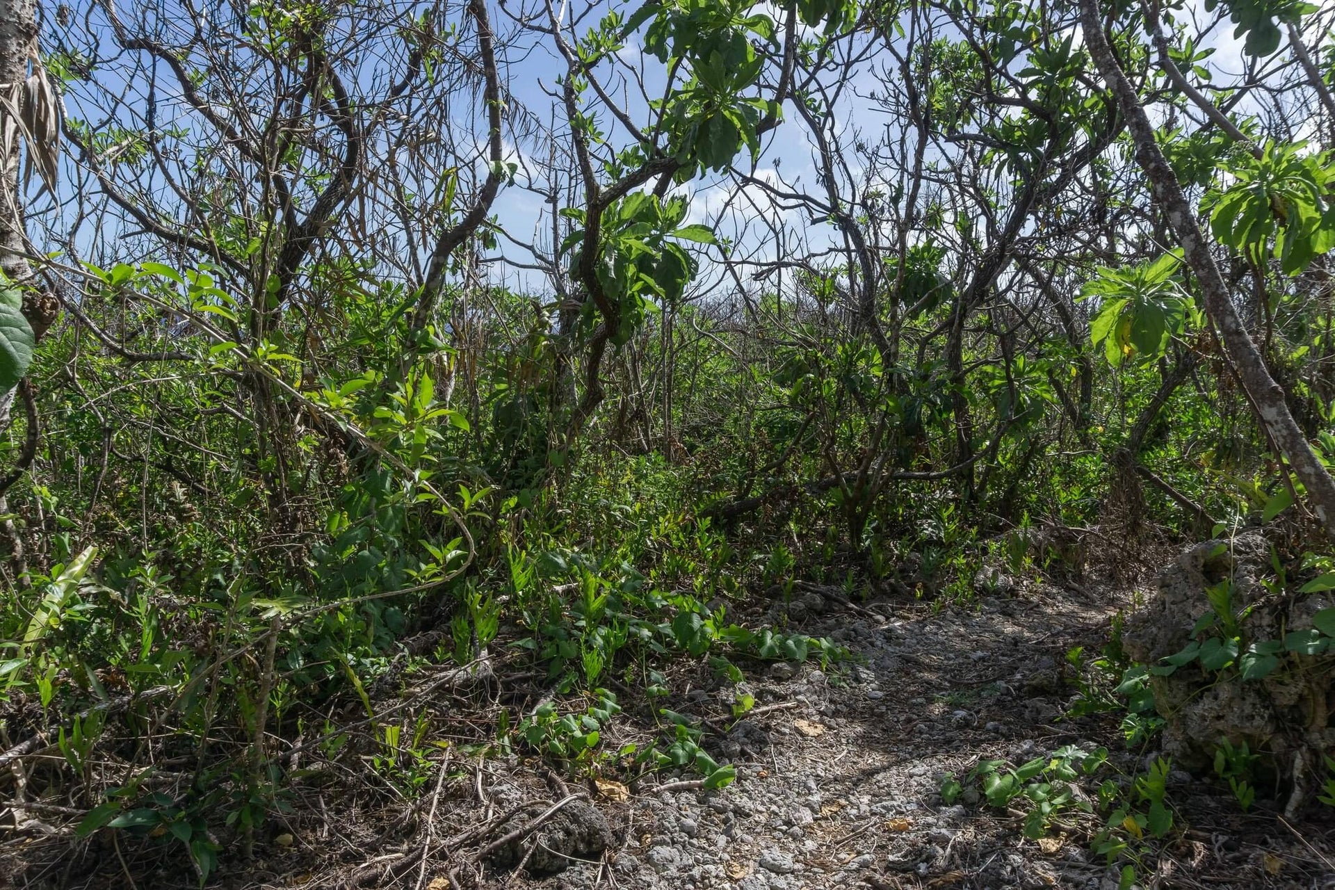 Coral Island Tropical Forest