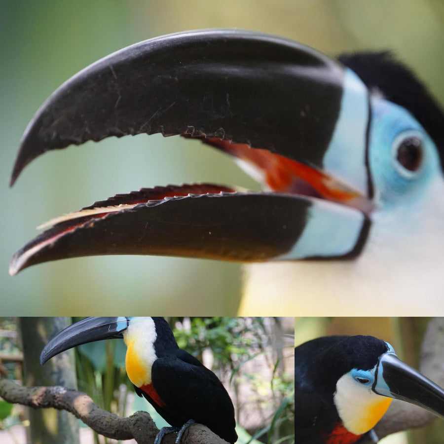 Toucan