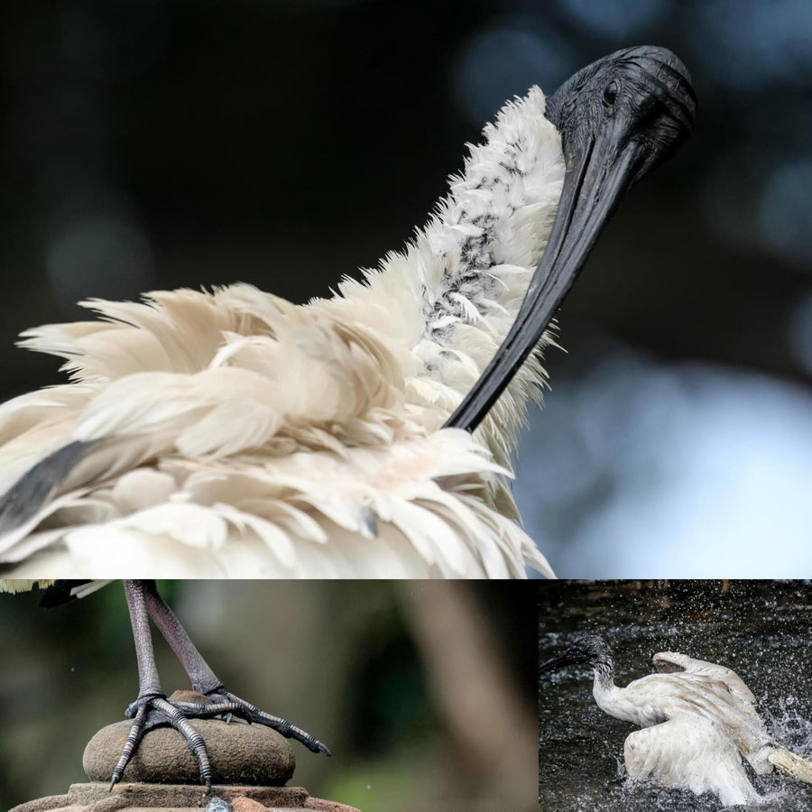 Australian White Ibis