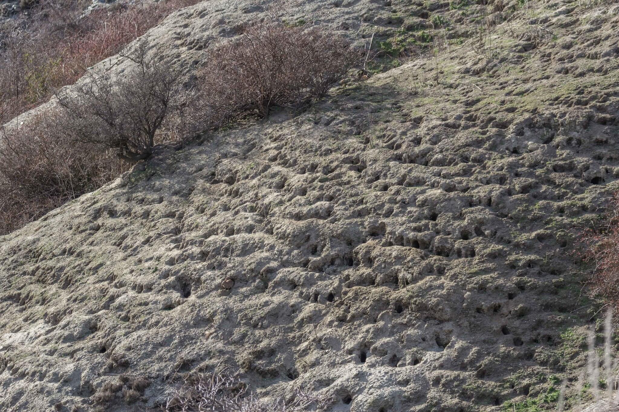 198 photos of Rogue Rabbit Colony – Fotoref