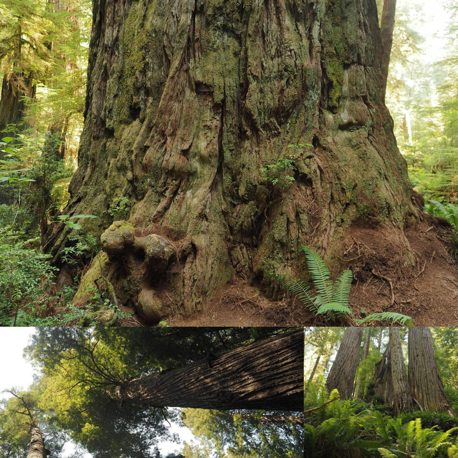 Ancient Giant Sequoia Forest