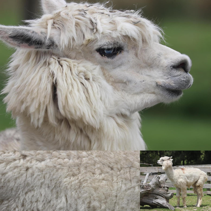 Alpaca