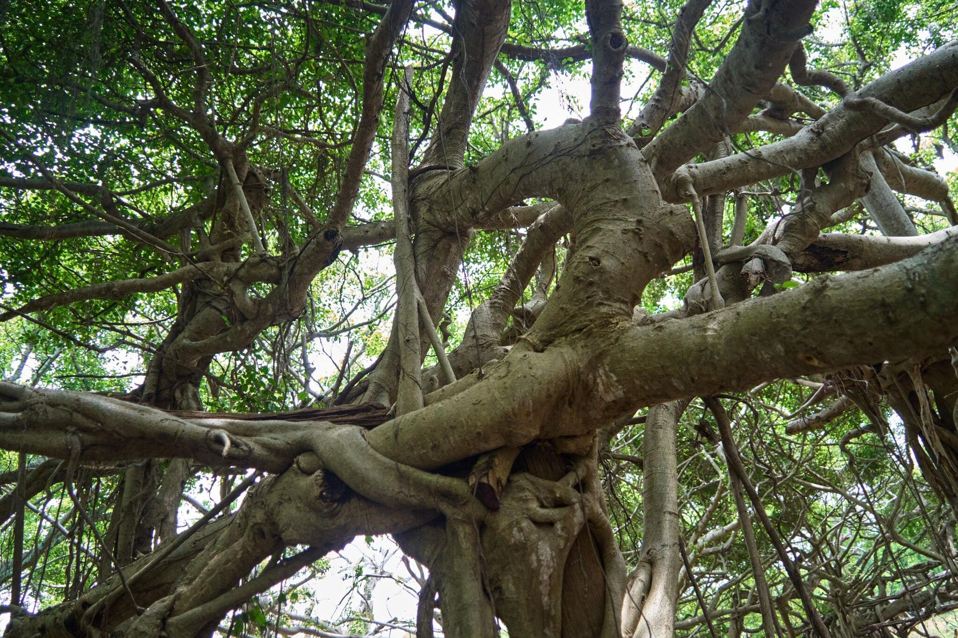 Sprawling Banyan Tree Colony