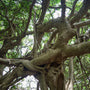 Sprawling Banyan Tree Colony