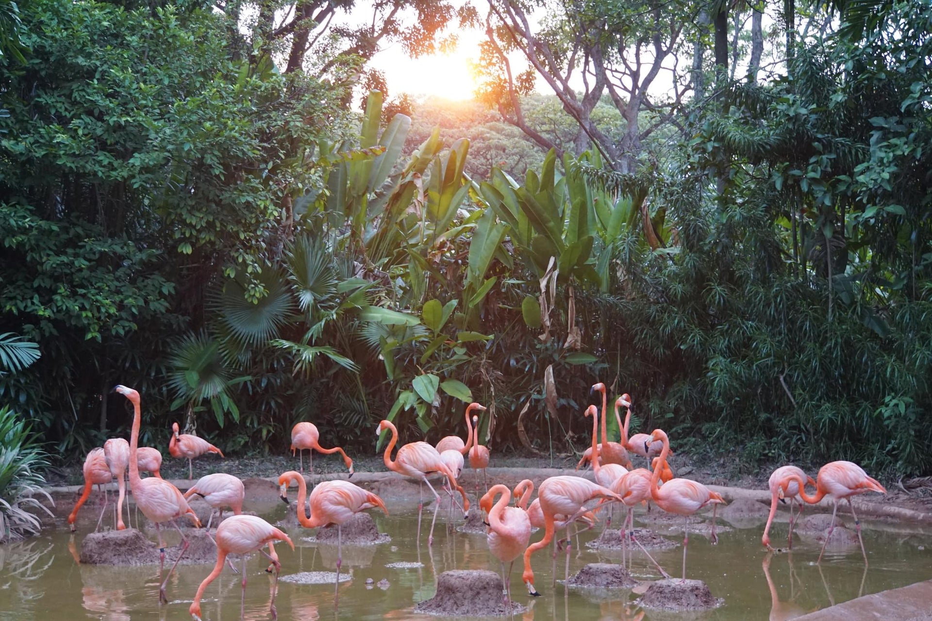 American Flamingo