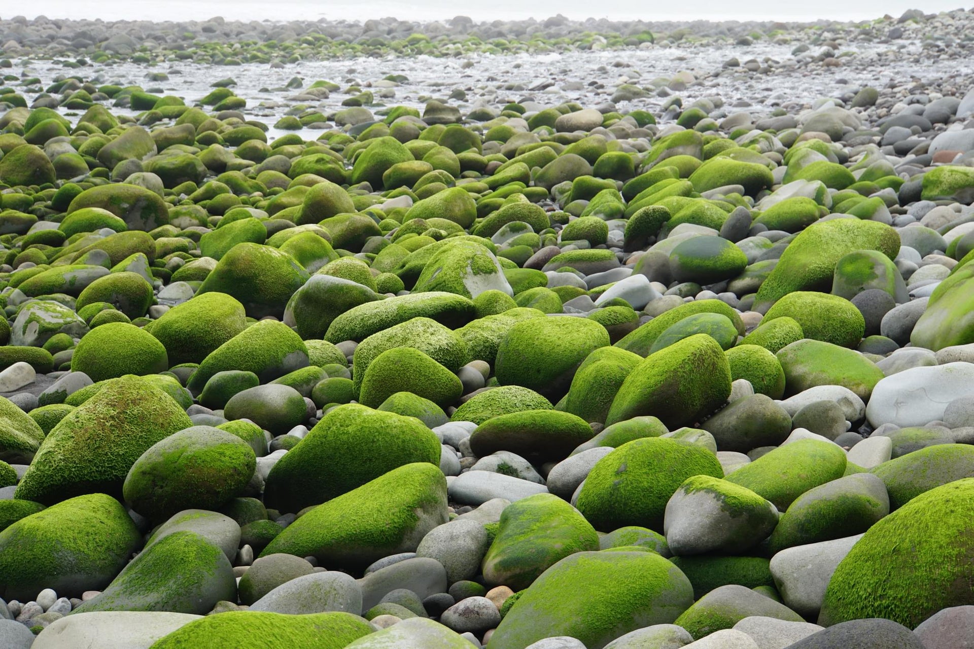Wet Green Mossy Pebbles