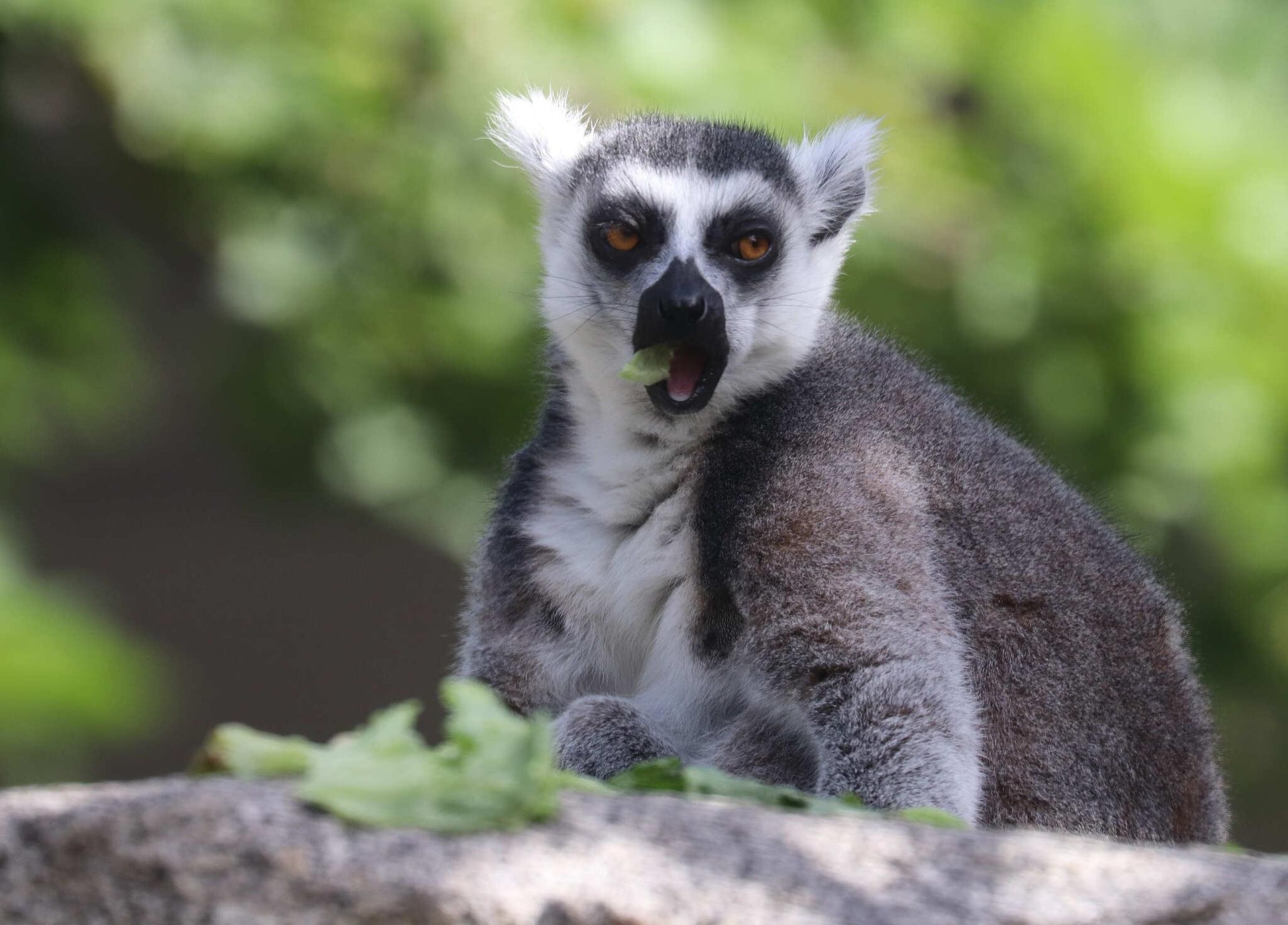 Ring-Tailed Lemur