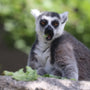 Ring-Tailed Lemur