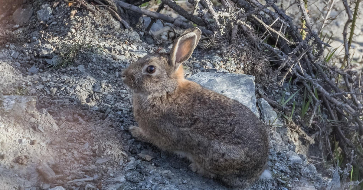 198 photos of Rogue Rabbit Colony – Fotoref