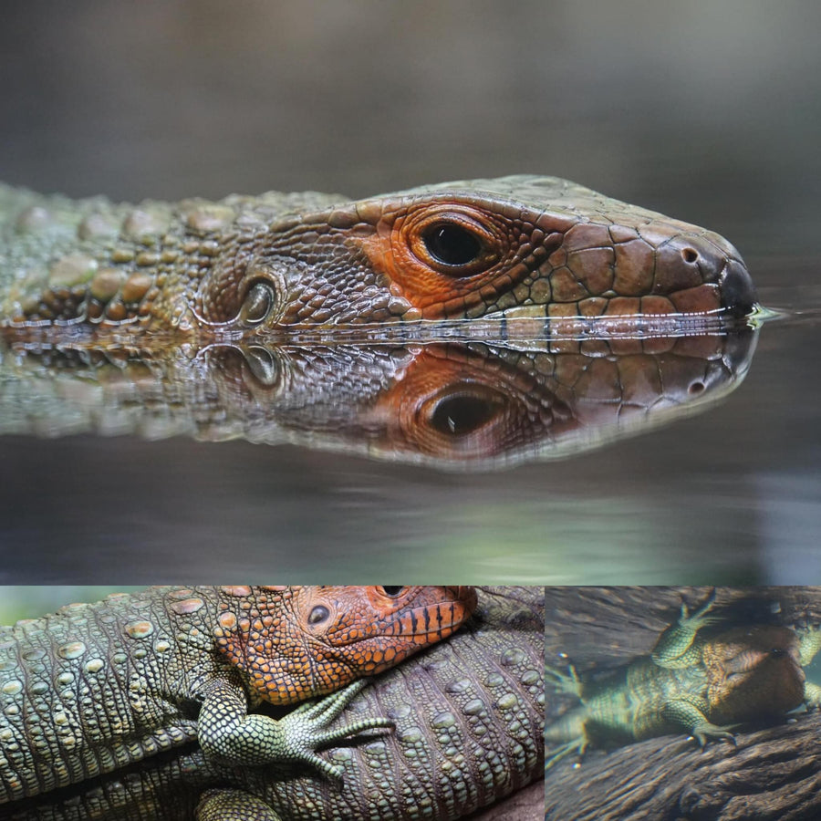 Northern Caiman Lizard