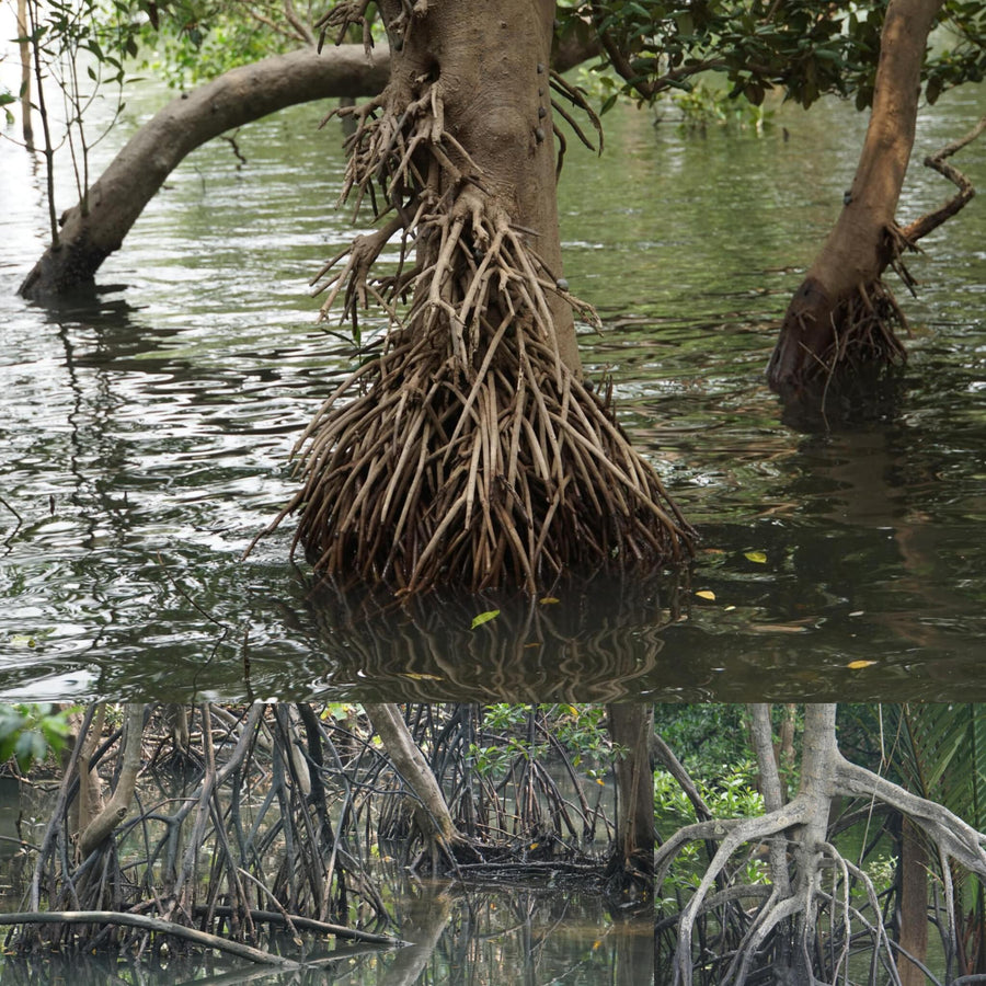 Mangrove Swamps
