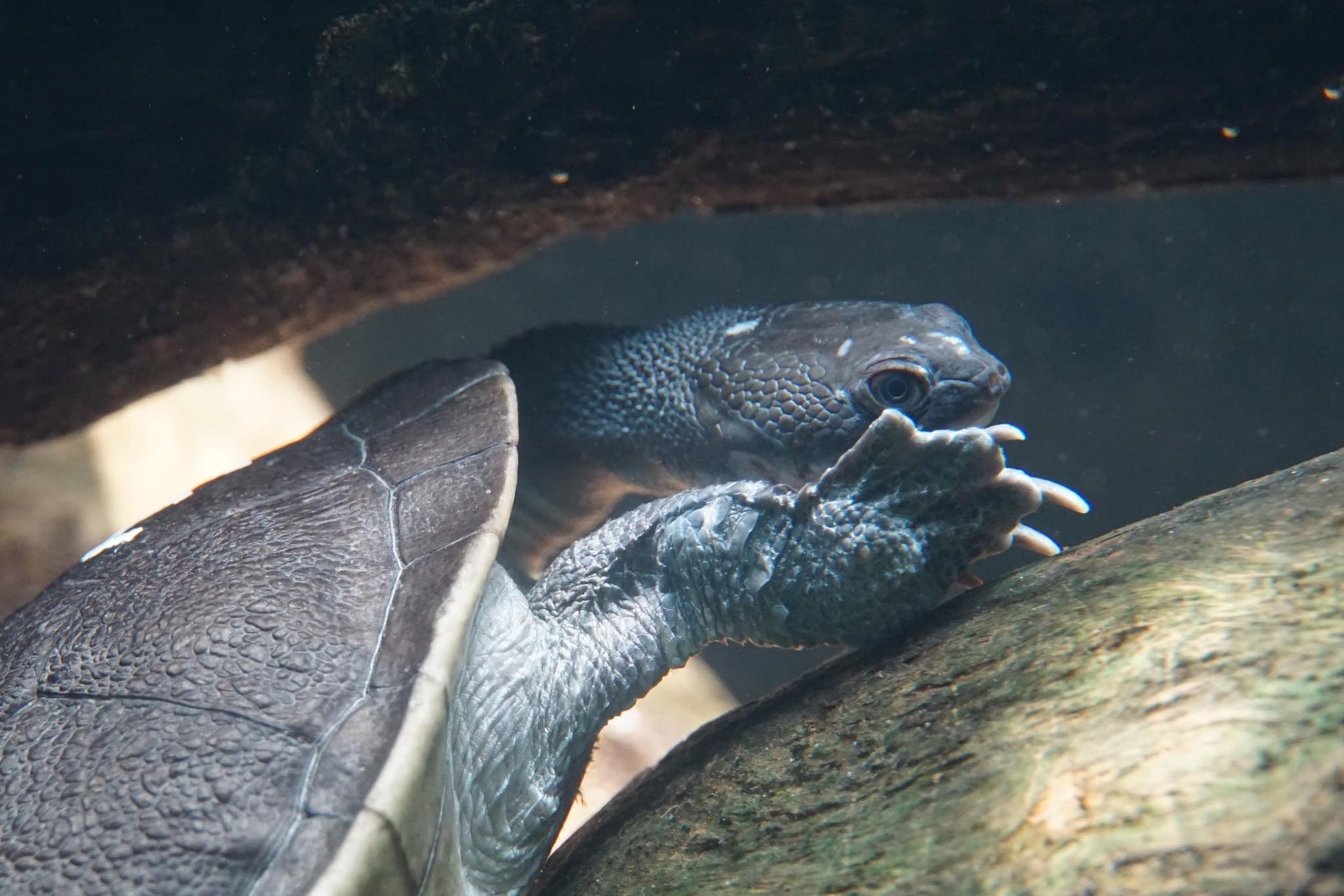 Snake-Necked Turtle