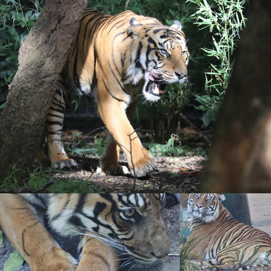 Tigers