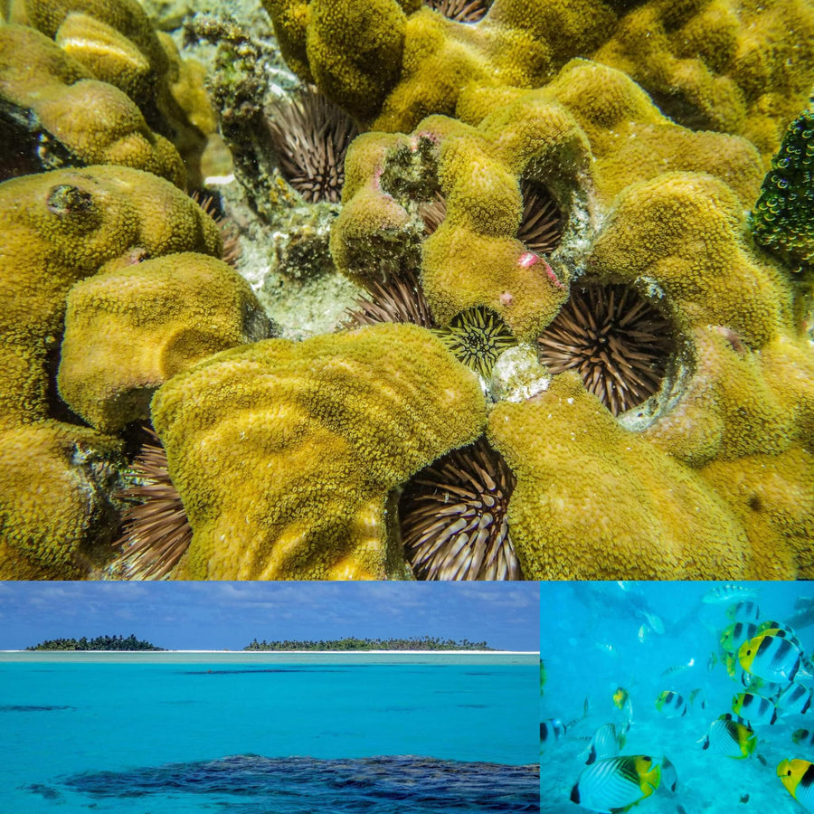 Tropical Shallow Waters