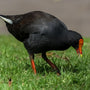 Dusky Moorhen