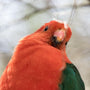 King Parrot