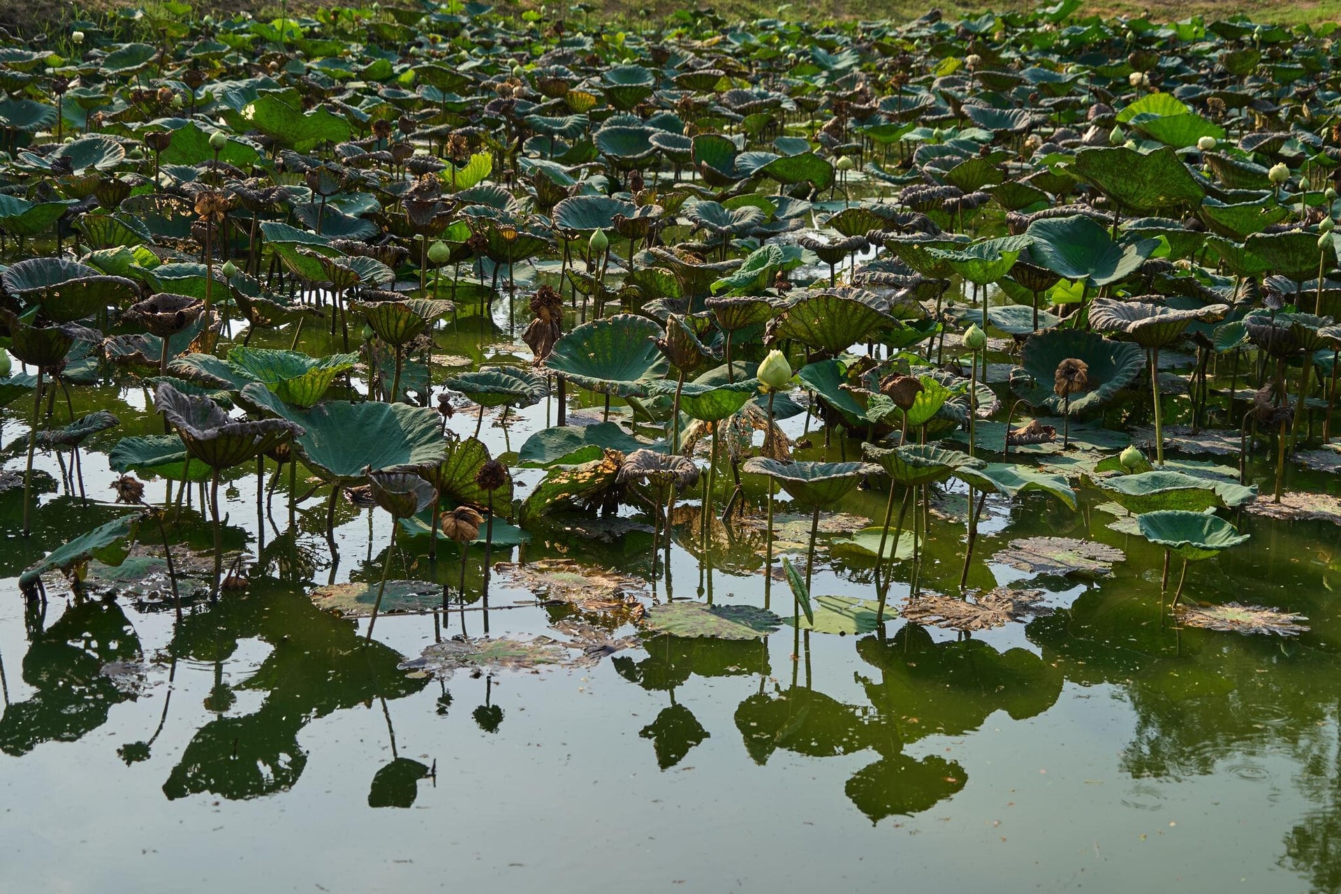 Small Drying Lotus Pond