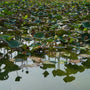Small Drying Lotus Pond