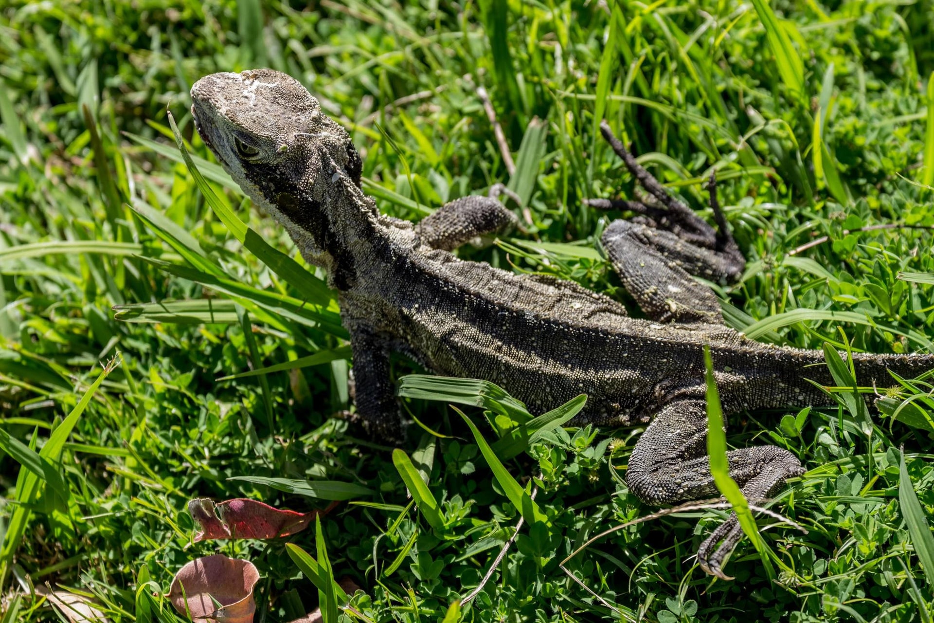Eastern Water Dragon