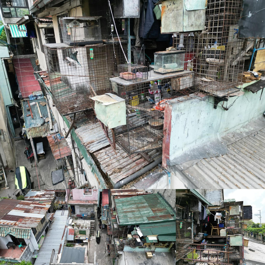 Slums Corner Building with Caged Parrots