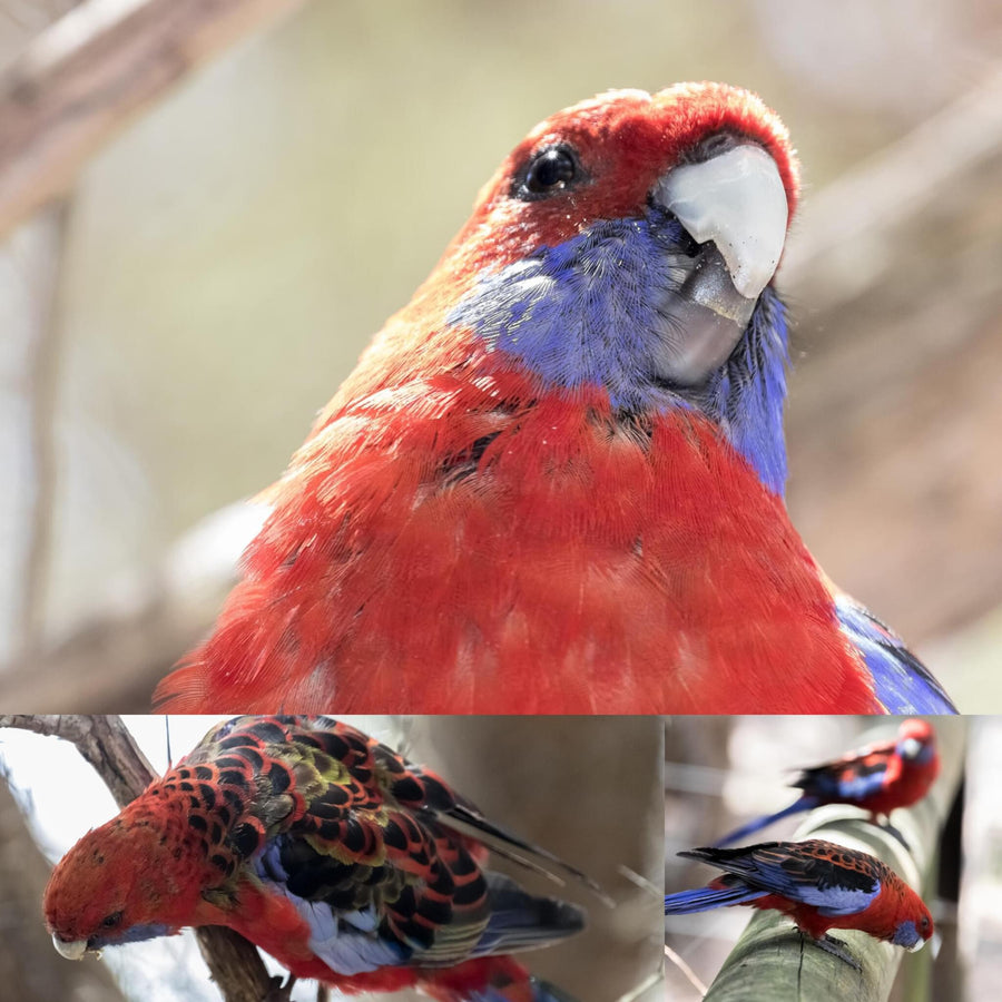 Crimson Rosella Parrot