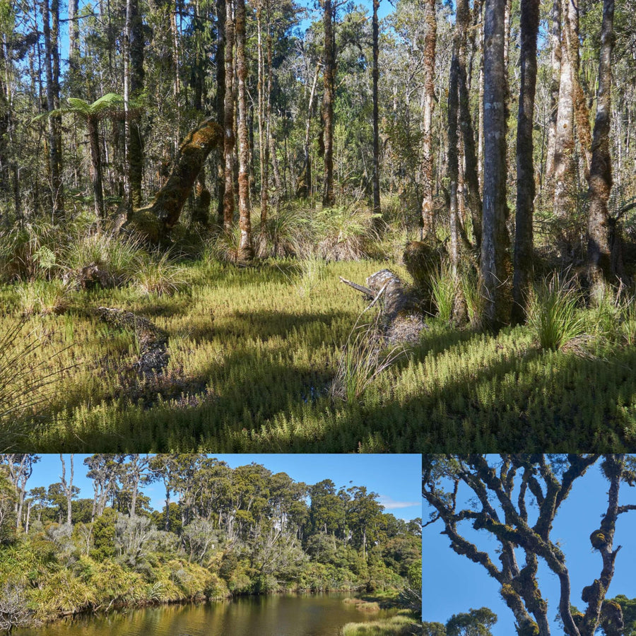 Riverbank Swampy Forest