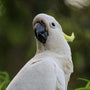 Sulfur-Crested Cockatoo