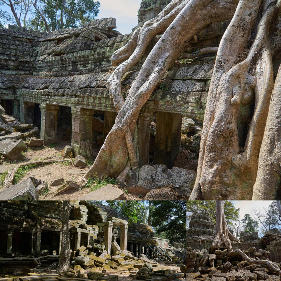 Tomb Raider Overgrown Ancient Temple