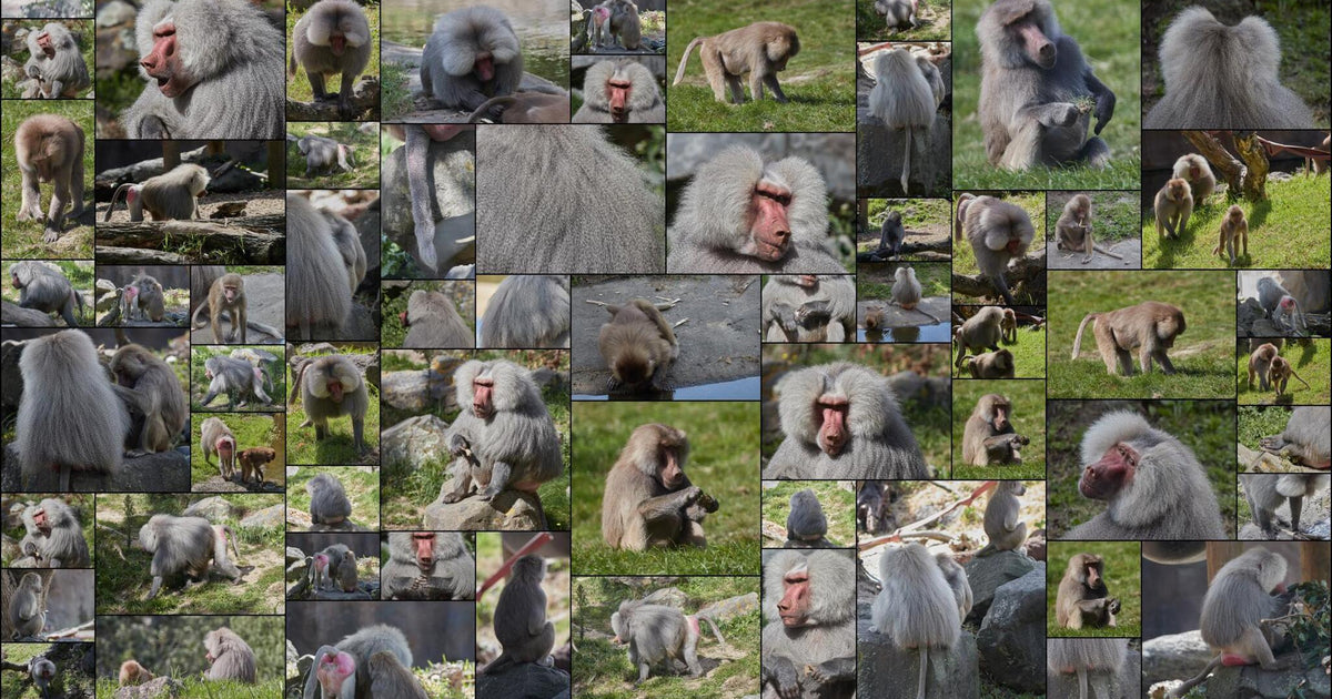 175 photos of Hamadryas Baboon – Fotoref