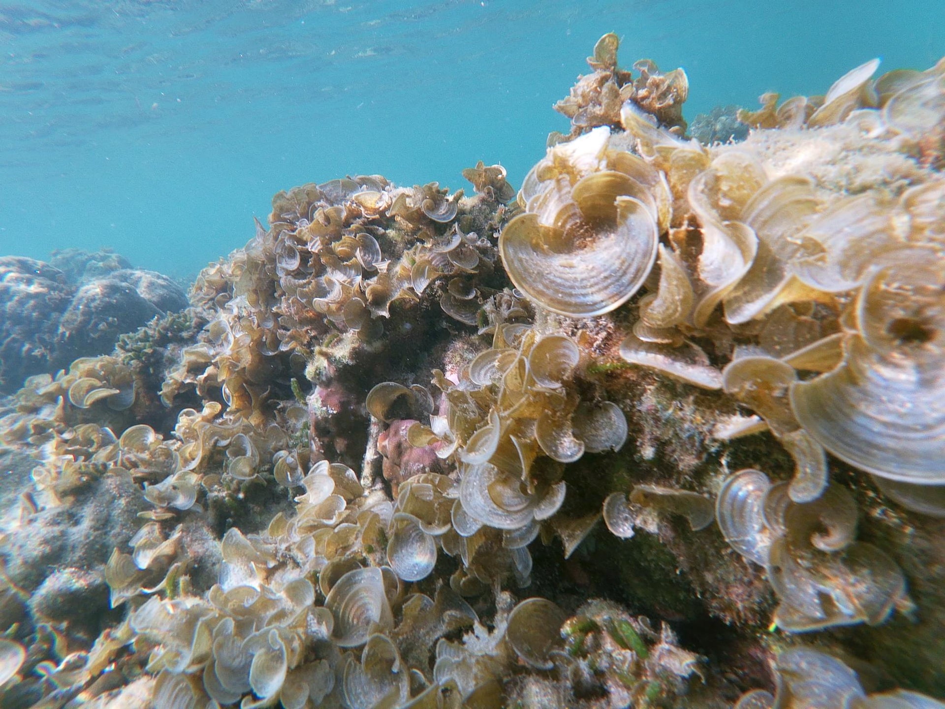 Swirly Soft Corals