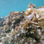 Swirly Soft Corals