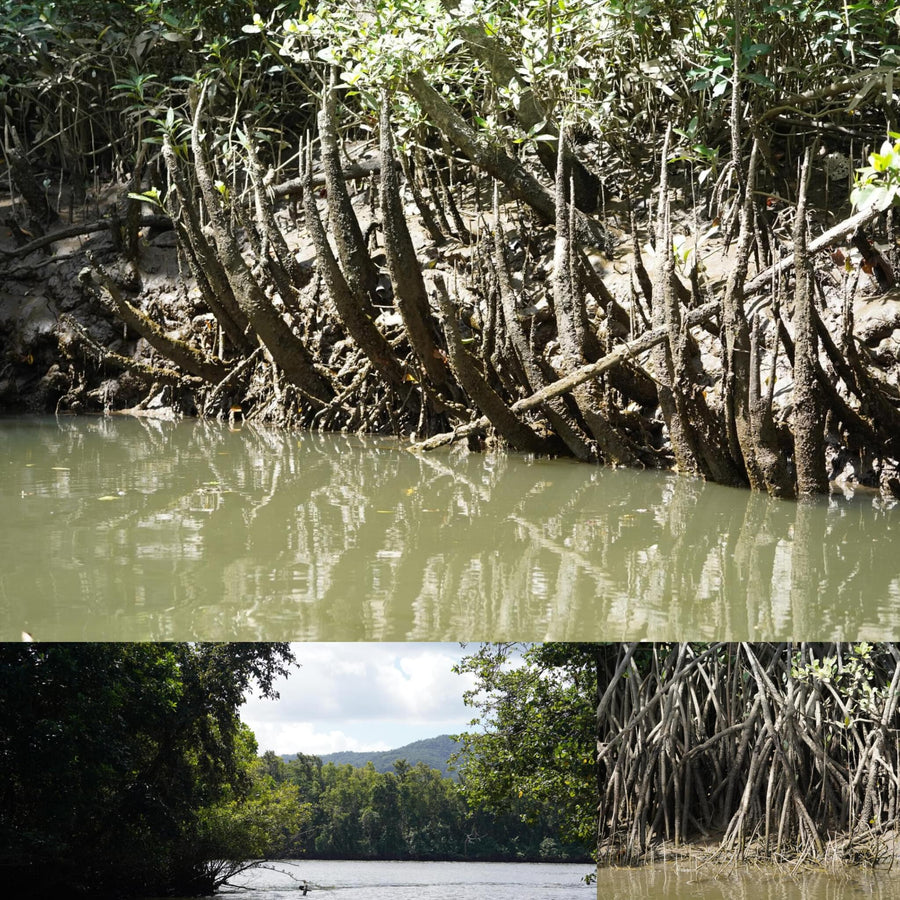 Spiky Mangrove Forest Creek