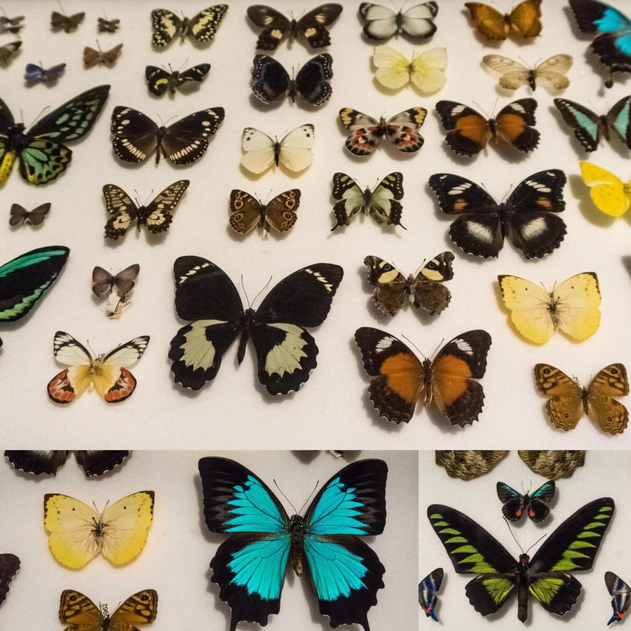 Butterflies and Moths