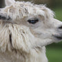 Alpaca